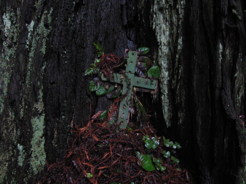 Redwood Crux