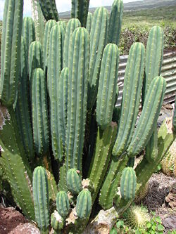 250px-starr_070320_5799_echinopsis_pachanoi.jpg