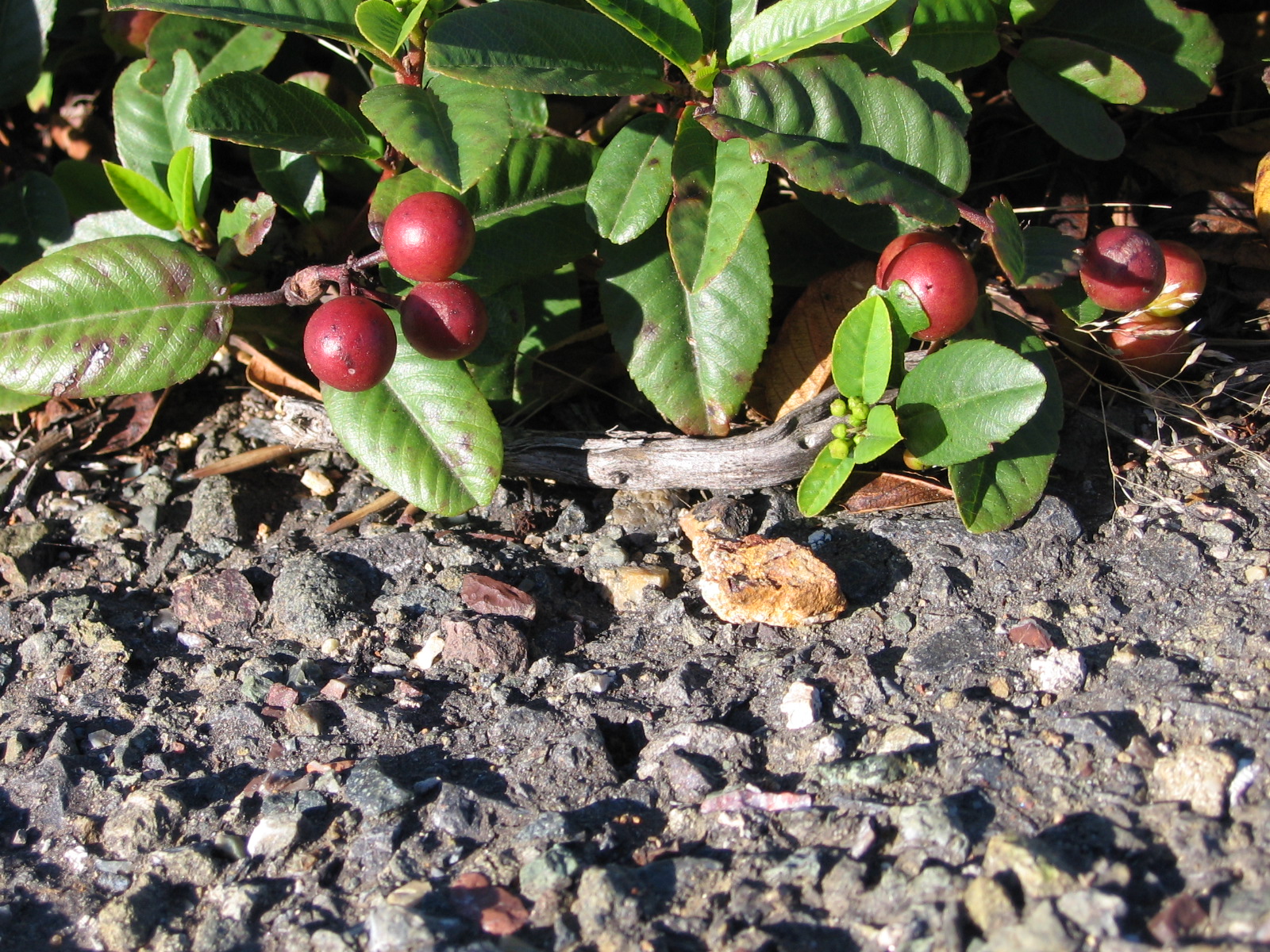 Coffeeberries on Asphalt