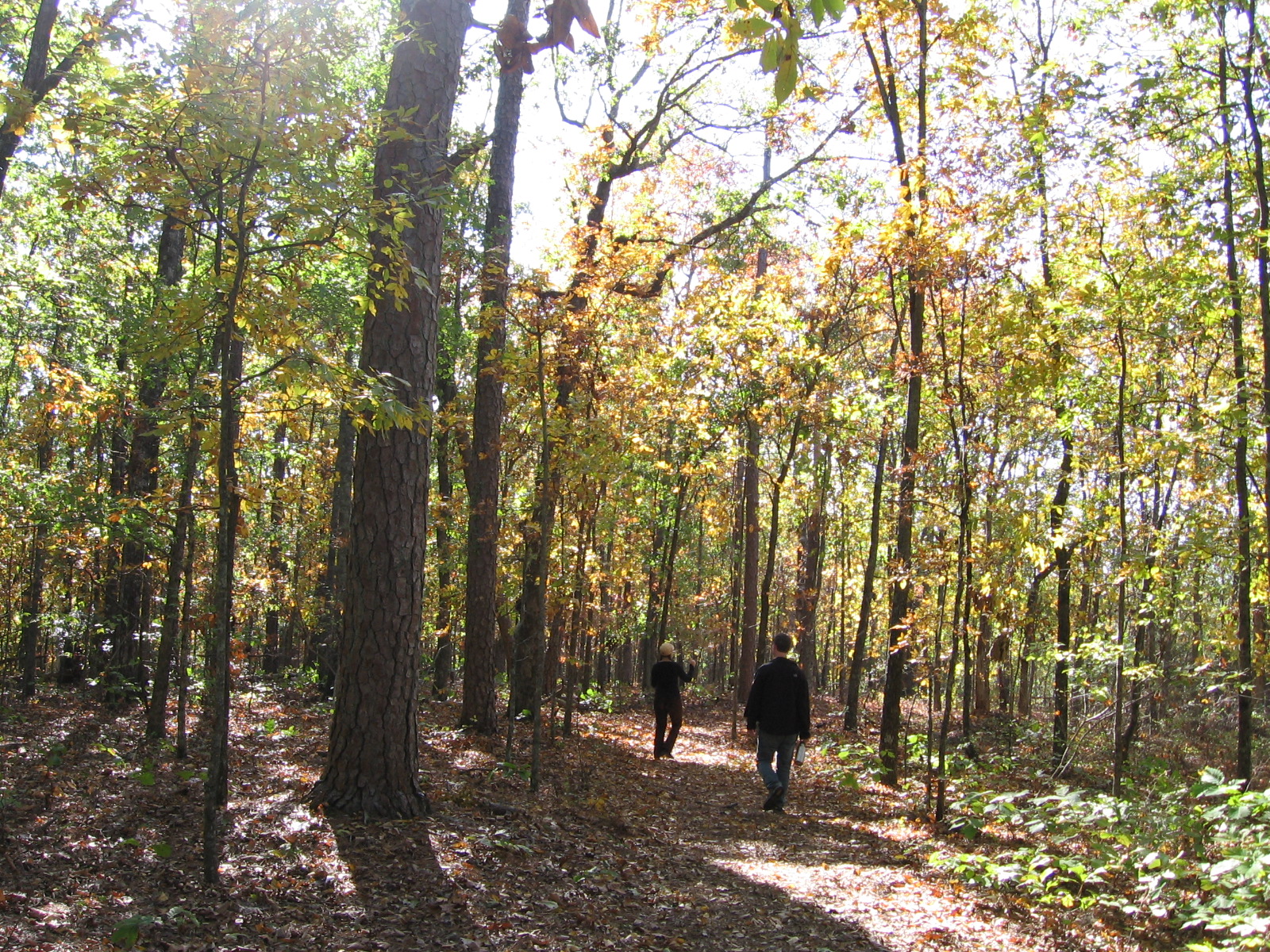 Walking in woods