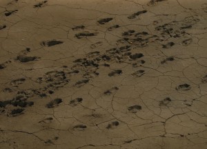 The footprints of Acahualinca - 6000 years old human prints in volcanic ash in Manuagua, Nicaragua