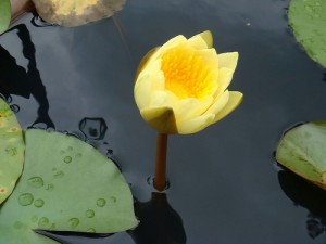 dream-lotus-flower