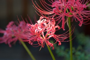 red_spider_lily1