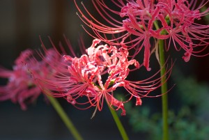 red_spider_lily1-300x201.jpg