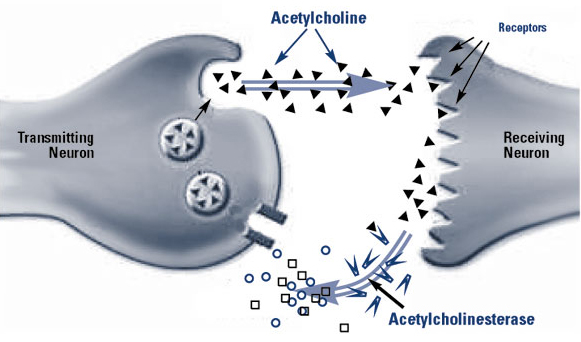 this-is-your-brain-on-galantamine