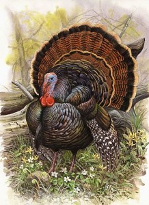 Wild-Turkey-