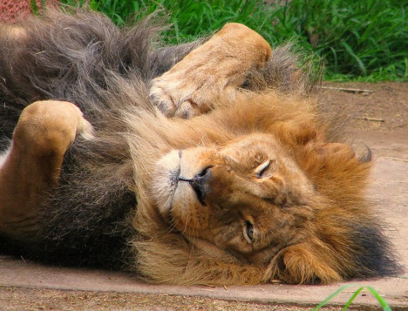 sleeping-lion-lucid-postures