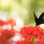 Our new galantamine dream study is now looking for participants
