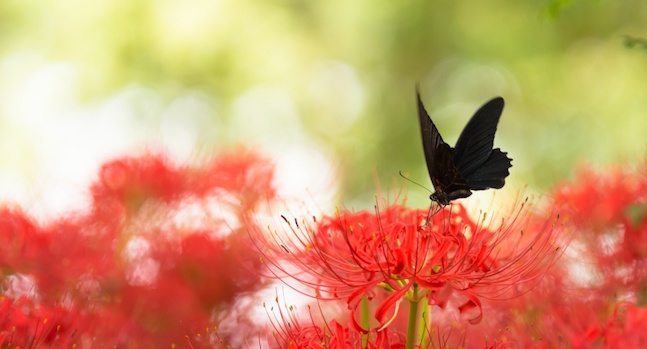 red-spider-lily-dreaming-galantamine